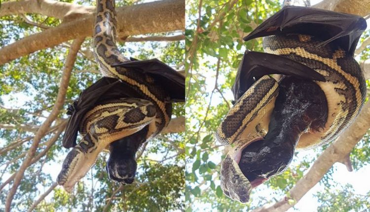 Giant Bat And Python Caught In Battle