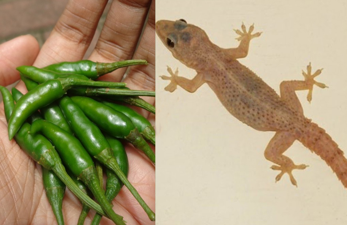 Get Rid Of Lizards Using Green Chilly Video