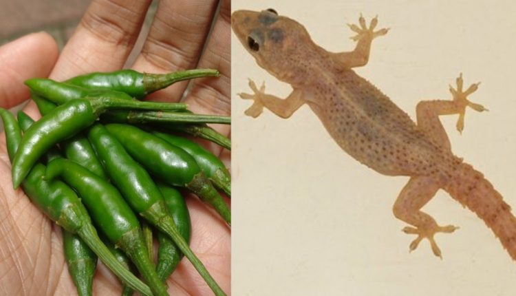 Get Rid Of Lizards Using Green Chilly Video