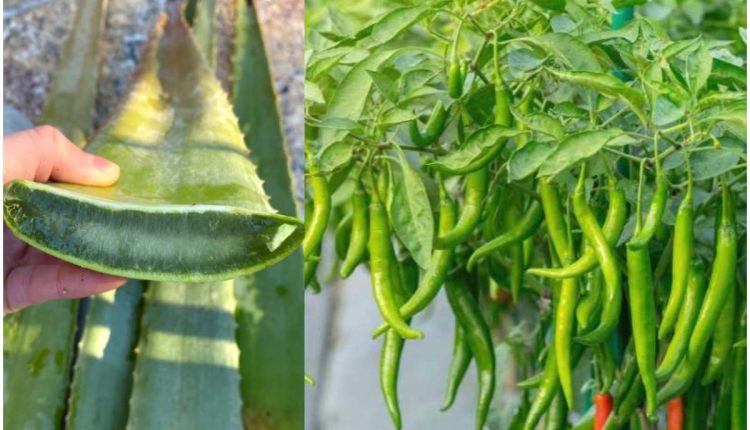 Pachamulaku Krishi Tips Using Aloe vera
