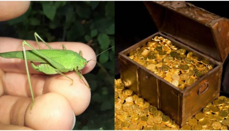 Green Grasshopper Lucky Star Video